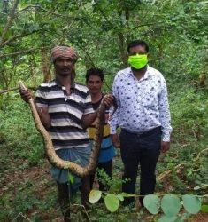 ହରିଶଙ୍କର ବନାଞ୍ଚଳ ରୁ ୬ ଓ ୮ ଫୁଟ ଲମ୍ବର ଦୁଇ ଅଜଗର ଉଦ୍ଧାର