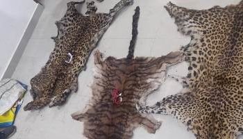 ୨୪ ଘଣ୍ଟା ଭିତରେ କଳାହାଣ୍ଡି ଜିଲ୍ଲାରୁ ୯ ବାଘ ଛାଲ ଜବତ ଓ ୭ ଗିରଫ