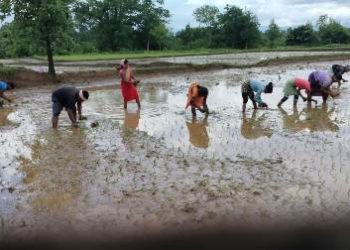 ଖପ୍ରାଖୋଲ ବ୍ଳକ ରେ ବିଭିନ୍ନ ଗ୍ରାମରେ ଧାନ ରୁଆକାର୍ଯ୍ୟ ଆରମ୍ଭ