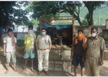 ନୀଳଗିରି ଏସଡିପିଓଙ୍କ ରାତି ଅଧିଆ ଚଢ଼ାଉ