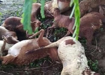 ପ୍ରବଳ ବର୍ଷା ଓ ବଜ୍ରପାତ ରେ ୨୭ ଟି ମେଣ୍ଢାଙ୍କର ମୃତ୍ୟୁ : ସରକାରୀ ସାହାଯ୍ୟ ପ୍ରଦାନ ପାଇଁ ଦାବୀ