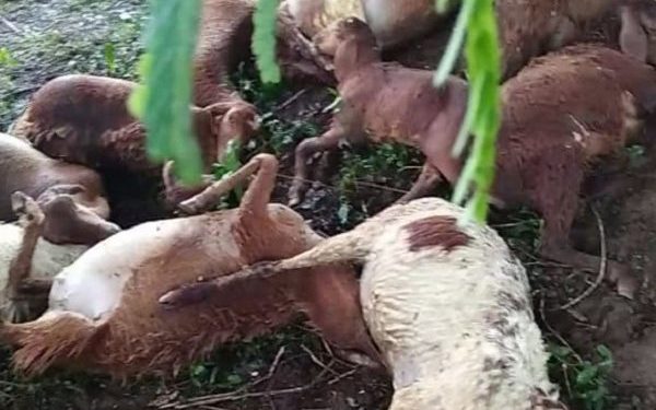 ପ୍ରବଳ ବର୍ଷା ଓ ବଜ୍ରପାତ ରେ ୨୭ ଟି ମେଣ୍ଢାଙ୍କର ମୃତ୍ୟୁ : ସରକାରୀ ସାହାଯ୍ୟ ପ୍ରଦାନ ପାଇଁ ଦାବୀ