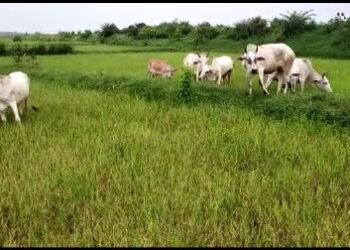 ବର୍ଷା ଅଭାବକୁ କେନାଲ ଶୁଖିଲା,ପଡିଆ ପଡ଼ିଲାଣି ଜମି, ମରୁଡି ଆଶଙ୍କାରେ ଚାଷୀ, ଢେଙ୍କାନାଳ