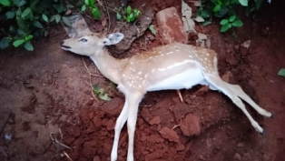 ହରିଶଙ୍କର ହରିଣ ପାର୍କ ଅଜଣା ସଂକ୍ରମଣ ଆଶଙ୍କାରେ ୩ ଦିନରେ ୯ ହରିଣର ମୃତ୍ୟୁ