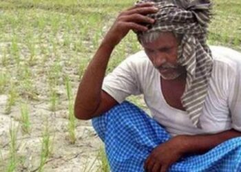 କନ୍ଧମାଳରେ ମରୁଡ଼ି ସ୍ଥିତି : ତିନି ମାସରେ ନିଅଣ୍ଟିଆ ବର୍ଷା – ଚାଷୀ ମୁଣ୍ଡରେ ଚଡ଼କ