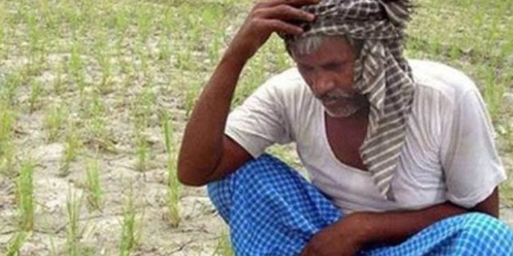 କନ୍ଧମାଳରେ ମରୁଡ଼ି ସ୍ଥିତି : ତିନି ମାସରେ ନିଅଣ୍ଟିଆ ବର୍ଷା – ଚାଷୀ ମୁଣ୍ଡରେ ଚଡ଼କ