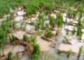 ଜାକେଡ଼ା ପଞ୍ଚାୟତ ରେ ହାତୀ ଉପଦ୍ରବ , ଚିନ୍ତା ରେ ଚାଷୀ