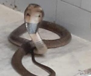 ପିପିଲି ଗୋଷ୍ଠୀ ସ୍ୱାସ୍ଥ୍ୟ କେନ୍ଦ୍ରର ଜରୁରୀ ଚିକିତ୍ସା ଗୃହ ମଧ୍ୟରୁ ସୋମବାର ସଂନ୍ଧ୍ୟାରେ – ୪ଫୁଟ ଲମ୍ବର ବିଷାକ୍ତ ତମ୍ପ ସାପକୁ ଉଦ୍ଧାର 