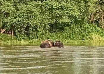 କଳାହାଣ୍ଡି : ଗାଁ ମୁହାଁ ବଣୁଆ ହାତୀଙ୍କ ଆତଙ୍କ, ଲୋକେ ଭୟଭୀତ