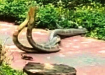 ଗଜପତି ଜିଲ୍ଲା ରାୟଗଡ଼ ବ୍ଲକ ଅନ୍ତର୍ଗତ ଗଣ୍ଡହାତୀ ଜଳପ୍ରପାତ ନିକଟରେ ସଙ୍ଗମ କଲେ ଦୁଇ ଅହରାଜ ଦେଖିବା ପାଇଁ ପର୍ଯ୍ୟଟକଙ୍କ ଭିଡ଼
