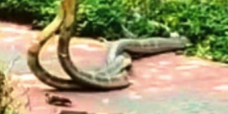 ଗଜପତି ଜିଲ୍ଲା ରାୟଗଡ଼ ବ୍ଲକ ଅନ୍ତର୍ଗତ ଗଣ୍ଡହାତୀ ଜଳପ୍ରପାତ ନିକଟରେ ସଙ୍ଗମ କଲେ ଦୁଇ ଅହରାଜ ଦେଖିବା ପାଇଁ ପର୍ଯ୍ୟଟକଙ୍କ ଭିଡ଼