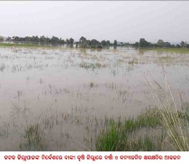 ବାଙ୍କୀ ରେ ଲଘୁଚାପ ବର୍ଷା ଓ ବନ୍ୟାଜନିତ କ୍ଷୟକ୍ଷତି ରେ ୪ହଜାର ୩୪୨ ହେକ୍ଟର ଜମି ଜଳମଗ୍ନ ହୋଇଥିବା ପ୍ରାଥମିକ ଆକଳନ
