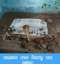 ପାଇଖାନା ପ୍ୟାନରୁ ନାଗ ସାପ ଉଦ୍ଧାର