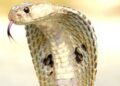 ସାପ କାମୁଡ଼ିଲେ ତୁରନ୍ତ କରନ୍ତୁ ଏହି ଉପାୟ