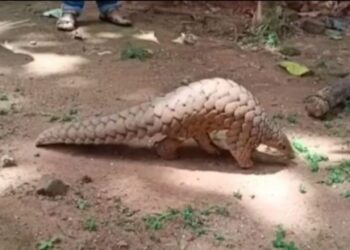 ବନ ବିଭାଗ ତରଫରୁ ଜୀବନ୍ତ ବଜ୍ରକାପ୍ତା ଉଦ୍ଧାର : ଚାରିଜଣ ଚାଲାଣକାରୀ ଗିରଫ – ଦୁଇ ମୋଟରସାଇକେଲ ଜବତ