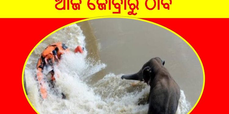 ଅପରେସନ୍ ଗଜରାଜ ବିଫଳ – ଓଡ୍ରାଫ୍, ବନ ବିଭାଗ ଓ ଅଗ୍ନିଶମ ବାହିନୀ