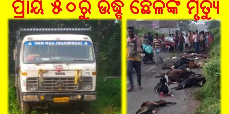 ଛେଳି ଗୋଠ ଉପରେ ଚଢ଼ିଗଲା ହାଇୱା : ହାଇୱା ଧକ୍କାରେ ପ୍ରାୟ ୫୦ରୁ ଉର୍ଦ୍ଧ୍ବ ଛେଳିଙ୍କ ମୃତ୍ୟୁ ଘଟିଥିବାବେଳେ ୩୦ରୁ ଉର୍ଦ୍ଧ୍ବ ଆହତ – ଓଡ଼ଗାଁ