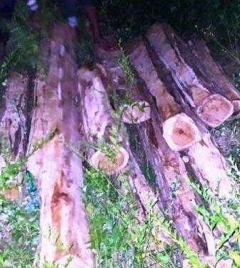 ପାରଳାଖେମୁଣ୍ଡି ପୋଲିସ ପେଟ୍ରୋଲିଂ କରୁଥିବା ବେଳେ ଏକ ରଣିପେଣ୍ଠ ଗ୍ରାମ ଠାରେପରିତ୍ୟକ୍ତ ଅବସ୍ଥାରେପଡିଥିବା ୪୦ ଟିକ୍ କାଠ ଗଣ୍ଡିକୁ ଜବତ କଲା