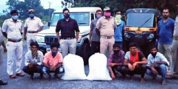 ଗଜପତି ଜିଲ୍ଲା ମୋହନା ଓ ଅଡବା ଥାନା ଅଞ୍ଚଳରୁ ବିପୁଳ ଭାଙ୍ଗ ଓ ଗଞ୍ଜେଇ ଜବତ, ୫ ଗିରଫ