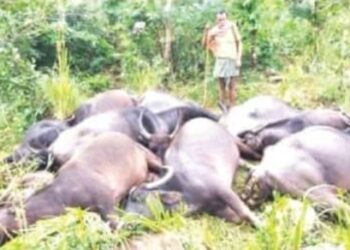 ବଜ୍ରାଘାତରେ 16, ମଇଁଷି ଓ 6,ଗାଇଗୋରୁ ମୃତ୍ୟୁ ଘଟିଛି