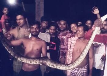 ସାଢେ ସାତ ଫୁଟର ଅଜଗର ସାପ ଉଦ୍ଧାର