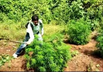 ବୈପାରିଗୁଡା ଅବକାରୀ ଓ ପୋଲିସ ପକ୍ଷରୁ ବୈପାରିଗୁଡା ଅଞ୍ଚଳରୁ ୩୮ ଏକର ଗଞ୍ଜେଇ ଗଛ ନଷ୍ଟ