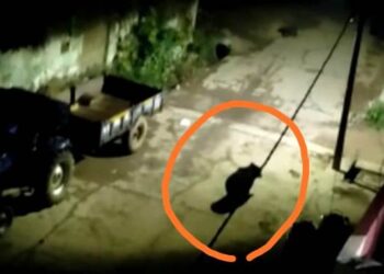 ଗାଁ ଭିତରେ ବୁଲିଛି ଜଙ୍ଗଲୀ ଭାଲୁ – ଲଡୁଗାଁ