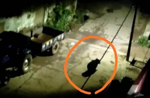 ଗାଁ ଭିତରେ ବୁଲିଛି ଜଙ୍ଗଲୀ ଭାଲୁ – ଲଡୁଗାଁ