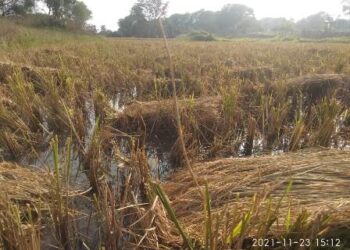 ଧାନ ଓ କପା ଫସଲ ଅମଳ ବେଳେ ଅଦିନିଆ ବର୍ଷା