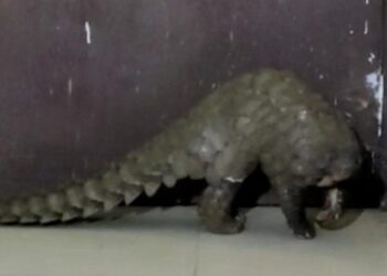 ଜୀବନ୍ତ ବଜ୍ରକାପ୍ତା ଉଦ୍ଧାର, ଦୁଇଜଣ ଚାଲାଣକାରୀ ଗିରଫ