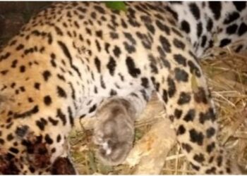 ଅନୁଗୁଳ ଜିଲ୍ଲାରେ ପୁଣି ବାଘର ମୃତ୍ୟୁ ଏକ କଲରାପତାରିଆ ବାଘର ମୃତ୍ୟୁ ହୋଇଛି – ମୃତ୍ୟୁର କାରଣ ଅସ୍ପଷ୍ଟ ରହିଛି