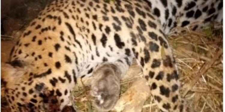 ଅନୁଗୁଳ ଜିଲ୍ଲାରେ ପୁଣି ବାଘର ମୃତ୍ୟୁ ଏକ କଲରାପତାରିଆ ବାଘର ମୃତ୍ୟୁ ହୋଇଛି – ମୃତ୍ୟୁର କାରଣ ଅସ୍ପଷ୍ଟ ରହିଛି