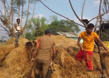 ଧାନ ଖଲାରେ ନିଆଁ ଲାଗି ପାଳଗଦା ନଷ୍ଟ