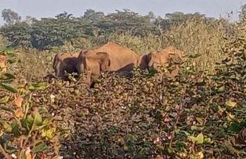 ଚାଷଜମି ମୁହାଁ ଜଙ୍ଗଲି ହାତୀ : ନଷ୍ଟ କରୁଛନ୍ତି ବ୍ୟାପକ ଫସଲ