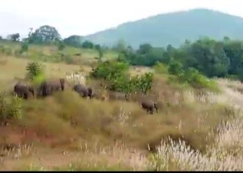 ନର୍ଲା ଅଞ୍ଚଳରେ ହାତୀପଲ , ହାତୀ ଆକ୍ରମଣରୁ ଅଳ୍ପକେ ବଞ୍ଚିଲେ ବନପାଳ