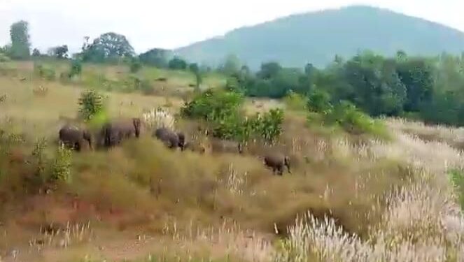 ନର୍ଲା ଅଞ୍ଚଳରେ ହାତୀପଲ , ହାତୀ ଆକ୍ରମଣରୁ ଅଳ୍ପକେ ବଞ୍ଚିଲେ ବନପାଳ