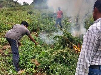 ପୋଲିସ ଓ ଅବକାରୀ କର୍ମଚାରୀଙ୍କ ଦ୍ବାରା ୭୮ ଏକର ଗଞ୍ଜେଇ ଗଛ ନଷ୍ଟ