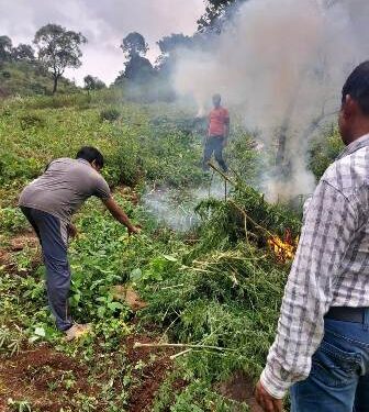 ପୋଲିସ ଓ ଅବକାରୀ କର୍ମଚାରୀଙ୍କ ଦ୍ବାରା ୭୮ ଏକର ଗଞ୍ଜେଇ ଗଛ ନଷ୍ଟ