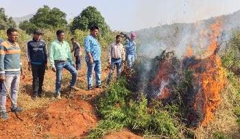 ବେଆଇନ ଗଞ୍ଜେଇ ଚାଷକୁ ପୋଡି ନଷ୍ଟ କଲା ପୋଲିସ ଓ ଅବକାରୀ ବିଭାଗ