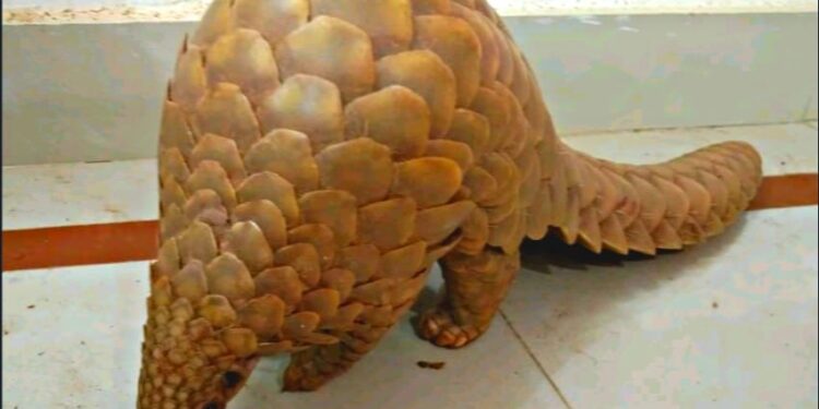 ଜୀବନ୍ତ ବଜ୍ରକାପ୍ତା ଉଦ୍ଧାର,ଜଣେ ଗିରଫ : ବଲାଙ୍ଗୀର