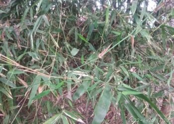 ବଜ୍ରଗଡ ଜଙ୍ଗଲ ଧ୍ବଂସ ଆଡ଼କୁ ମୁହାଁଉଛି