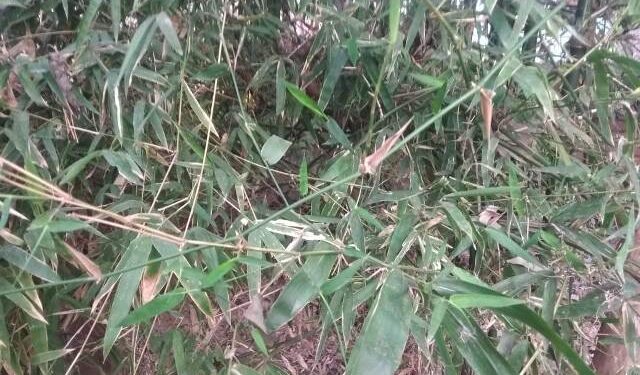 ବଜ୍ରଗଡ ଜଙ୍ଗଲ ଧ୍ବଂସ ଆଡ଼କୁ ମୁହାଁଉଛି