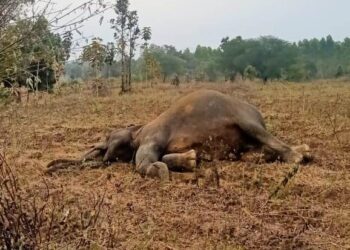 ଉତ୍ତର ବନଖଣ୍ଡ ନର୍ଲା ରେଞ୍ଜରେ ହାତୀ ମୃତ