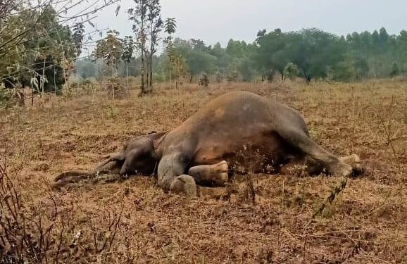 ଉତ୍ତର ବନଖଣ୍ଡ ନର୍ଲା ରେଞ୍ଜରେ ହାତୀ ମୃତ
