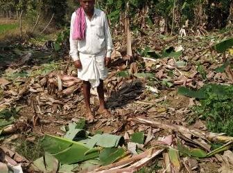 ହାତୀପଲ ଉପଦ୍ରବରେ କଦଳୀ ଚାଷ ଉଜୁଡିଲା