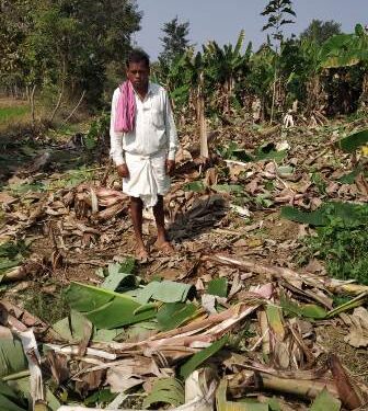 ହାତୀପଲ ଉପଦ୍ରବରେ କଦଳୀ ଚାଷ ଉଜୁଡିଲା