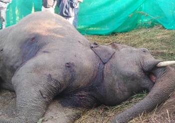 ମାଈ ହାତୀର ମୃତ୍ୟୁ ପରେ ପୁଣି ଏକ ଦନ୍ତାହାତୀର ମୃତ୍ୟୁ, ବିପଦରେ ହାତୀ ବଂଶ