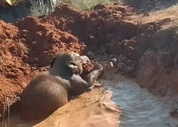 ପାଣି ଖାଲରୁ ଉଦ୍ଧାର ହେଲା ହାତୀ ଛୁଆ