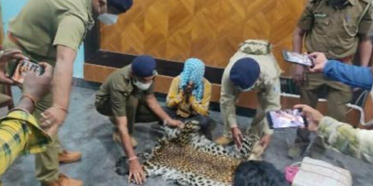 ଗଜପତି ଜିଲ୍ଲା ରାମଗିରି ବନ ବିଭାଗ ଦ୍ବାରା ମହେନ୍ଦ୍ରଗଡ ପଞ୍ଚାୟତର ଖମାରୀ ସାହି ଗ୍ରାମରୁ ବାଘଛାଲ ଜବତ ଜଣେ ଅଟକ