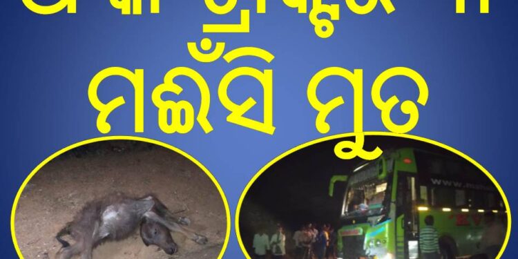 ଧକ୍କା ଟ୍ରାକ୍ଟର  ୩ ମଈଁସି ମୁତ : ଲୋକଙ୍କ ଗହଳି ଦେଖି ରାସ୍ତା ତଳକୁ ଖସି ଗଲା ବସ 